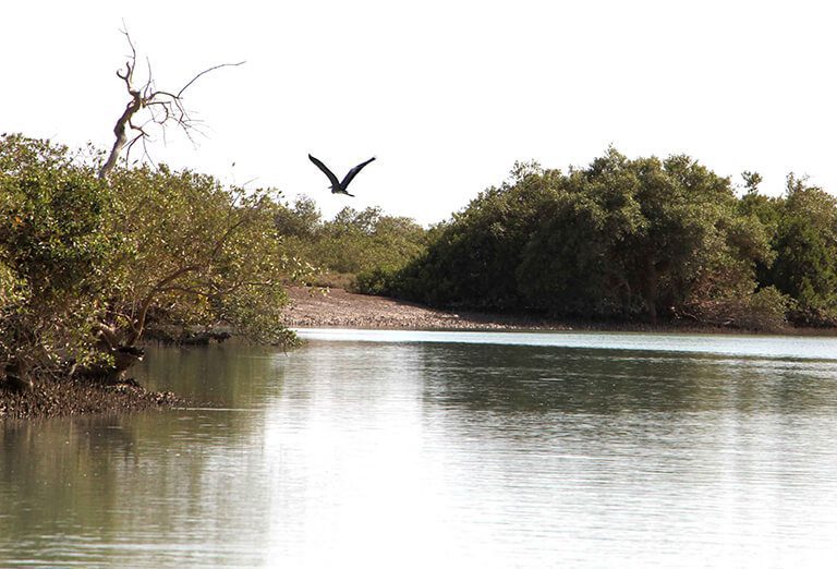 bahoukalat river with mangrove forest