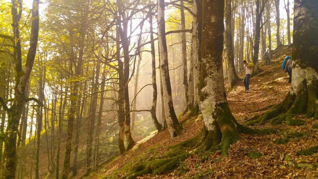 ToIranTour - Hyrcanian Forests