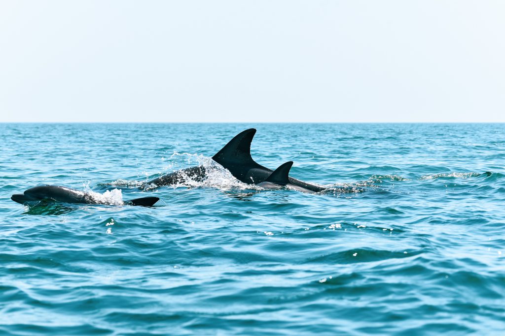 Dolphines Swimming in Hengam Island-Qeshm Island
