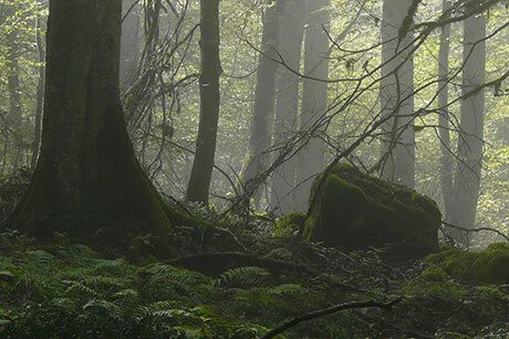 Hyrcanian Forests, One of the World’s Oldest Forests