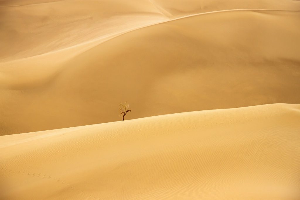 ToIranTour - Flora and Fauna of Varzaneh Desert