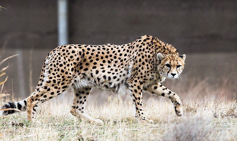 ToIranTour - Asiatic Cheetah - Iran - blog