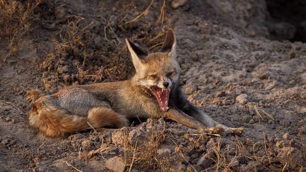ToIranTour - Desert Fox Yawing - Iran - blog