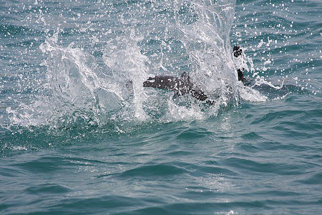 ToIranTour - Hengam Island Dolphins