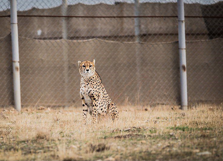 ToIranTour - Iranian Cheetah - blog