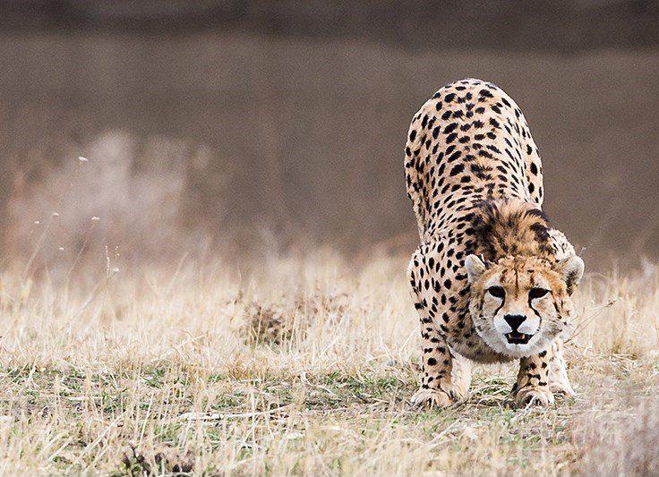 ToIranTour - Iran's Wildlife - National animal of Iran - Iranian Cheetah - blog