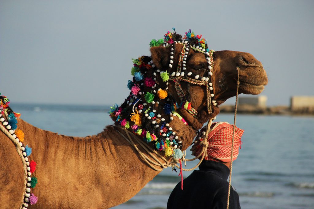 ToIranTour - traditional camel ride - qeshm island -blog