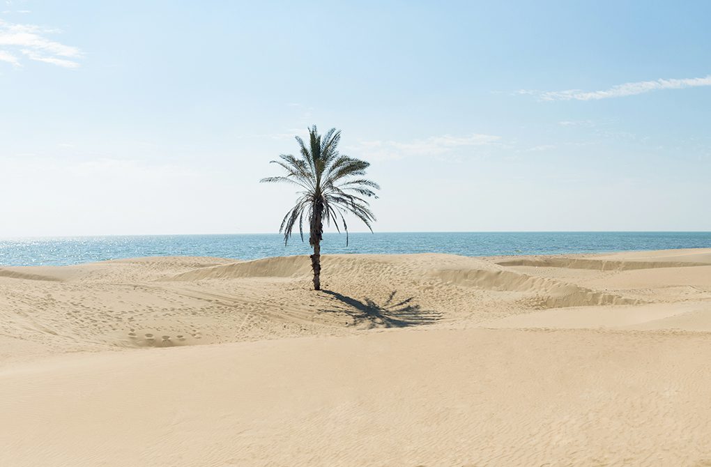 ToIranTour - Solo Palm Tree of Darak Beach