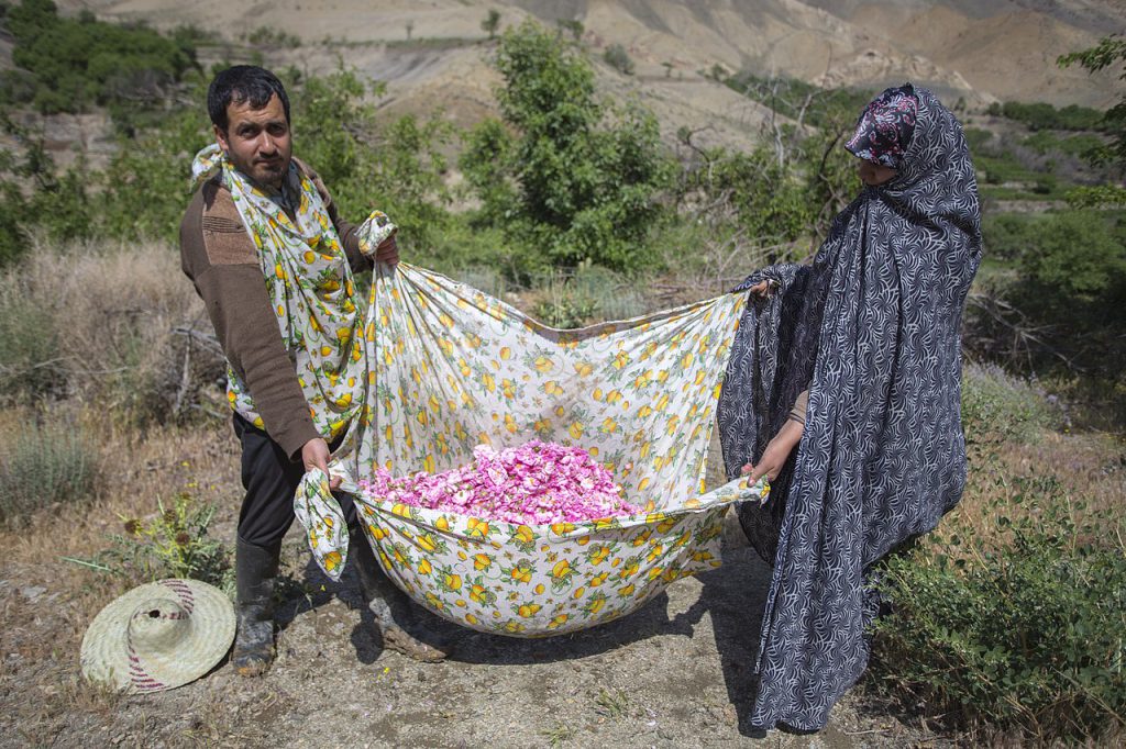 ToIranTour - Golab Giri - Kashan