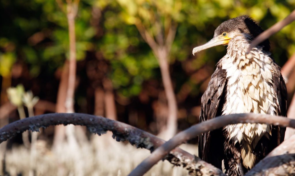 ToIranTour - Mangrove Forests of Qeshm Animals