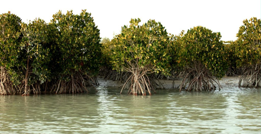 ToIranTour - Mangrove Forests of Qeshm Facts