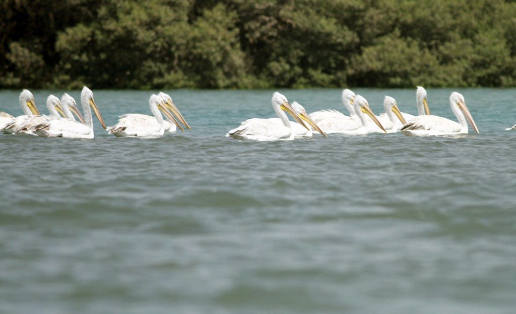 ToIranTour - Things to Do in Mangrove Forests of Qeshm