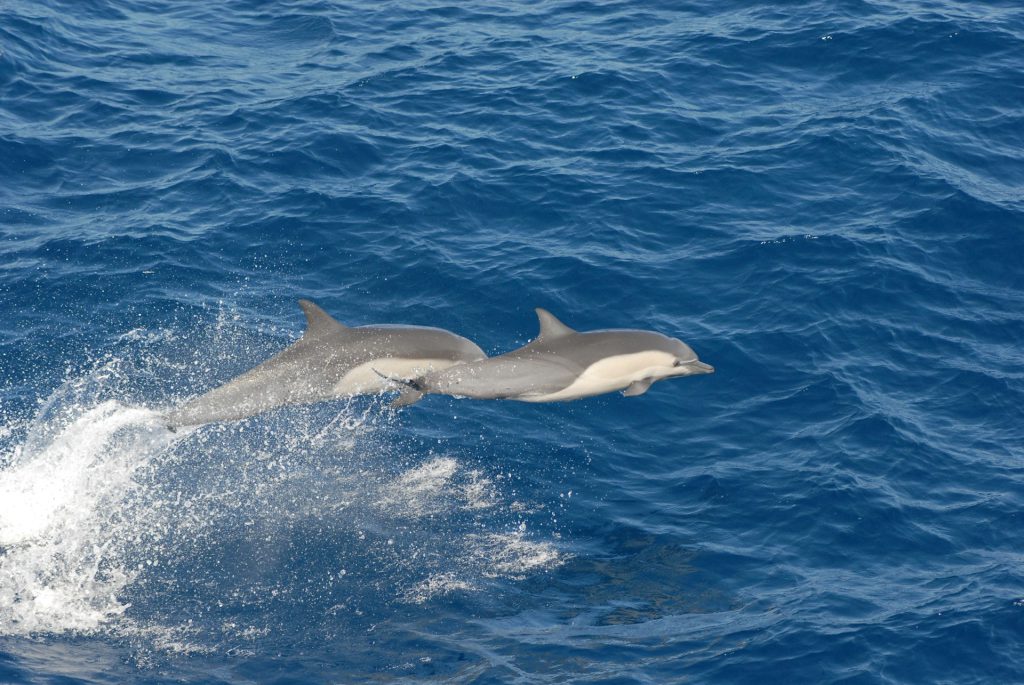 ToIranTour - Hengam Island Dolphins