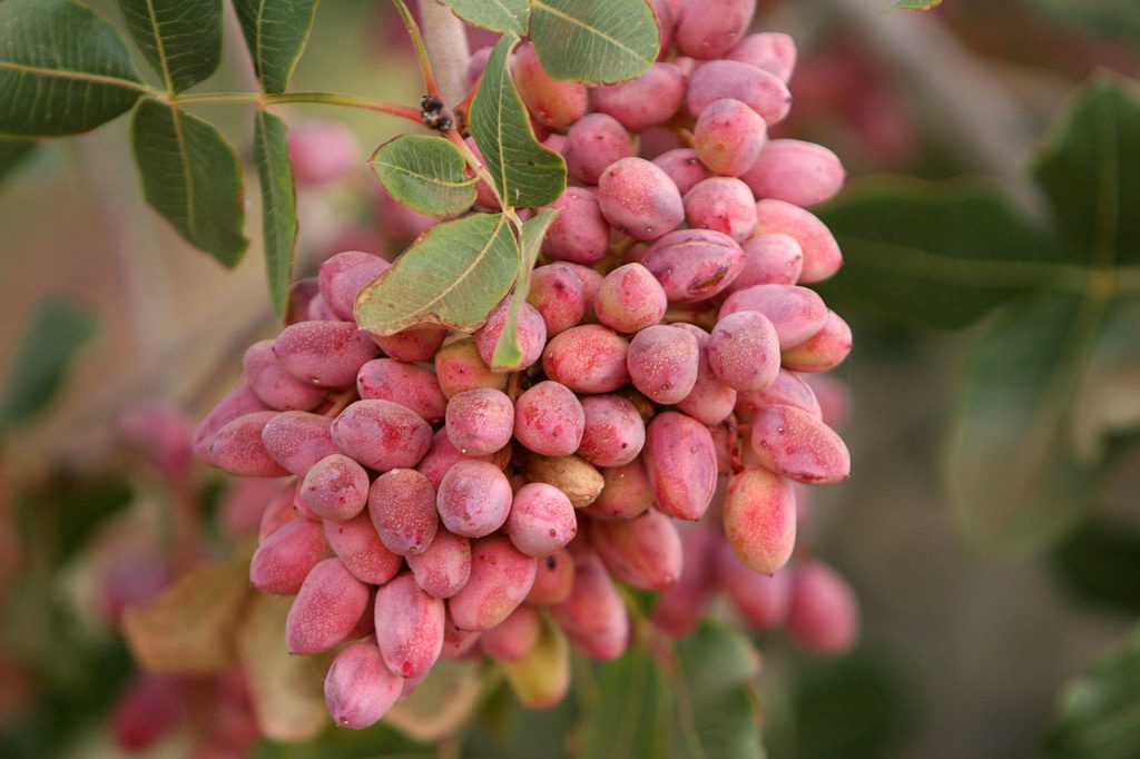 ToIranTour - History of Persian Pistachio