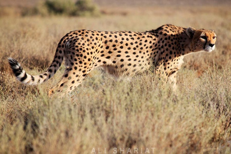 ToIranTour - Asiatic cheetah - 6 Days Iran Wildlife Tour