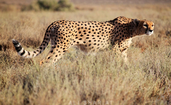 ToIranTour - Asiatic cheetah - 6 Days Iran Wildlife Tour