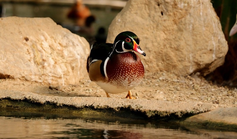 ToIranTour - A duck in Tehran Birds Garden - Tehran